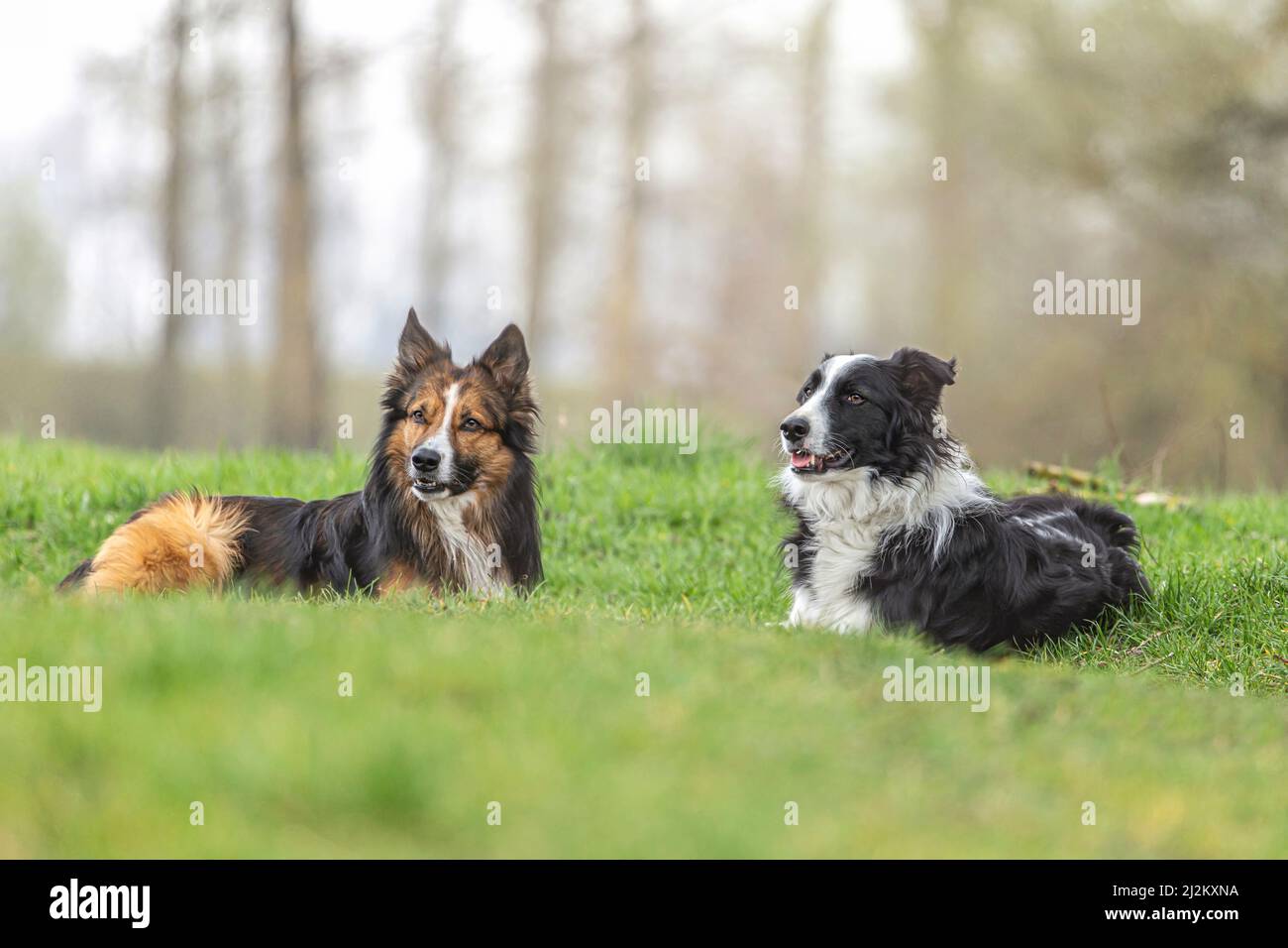 Hunde und Schlechtwettertage: Ein Border Collie Hund liegt an einem regnerischen Tag auf einer feuchten Wiese Stockfoto