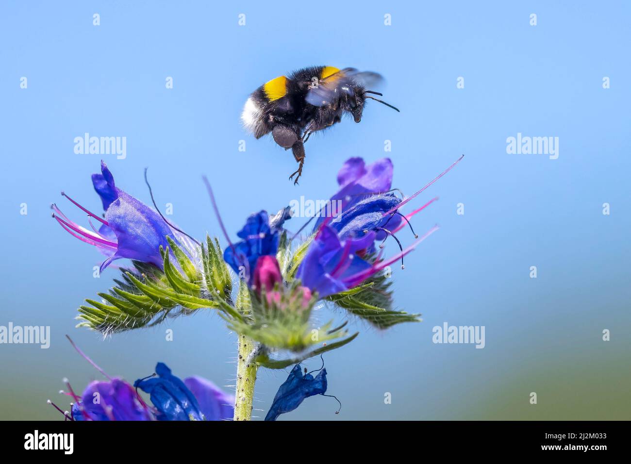Nahaufnahme eines Bombus terrestris, die Buff-tailed Hummel oder große Erde Bumblebee, Fütterung Nektar der Blüten rosa Stockfoto