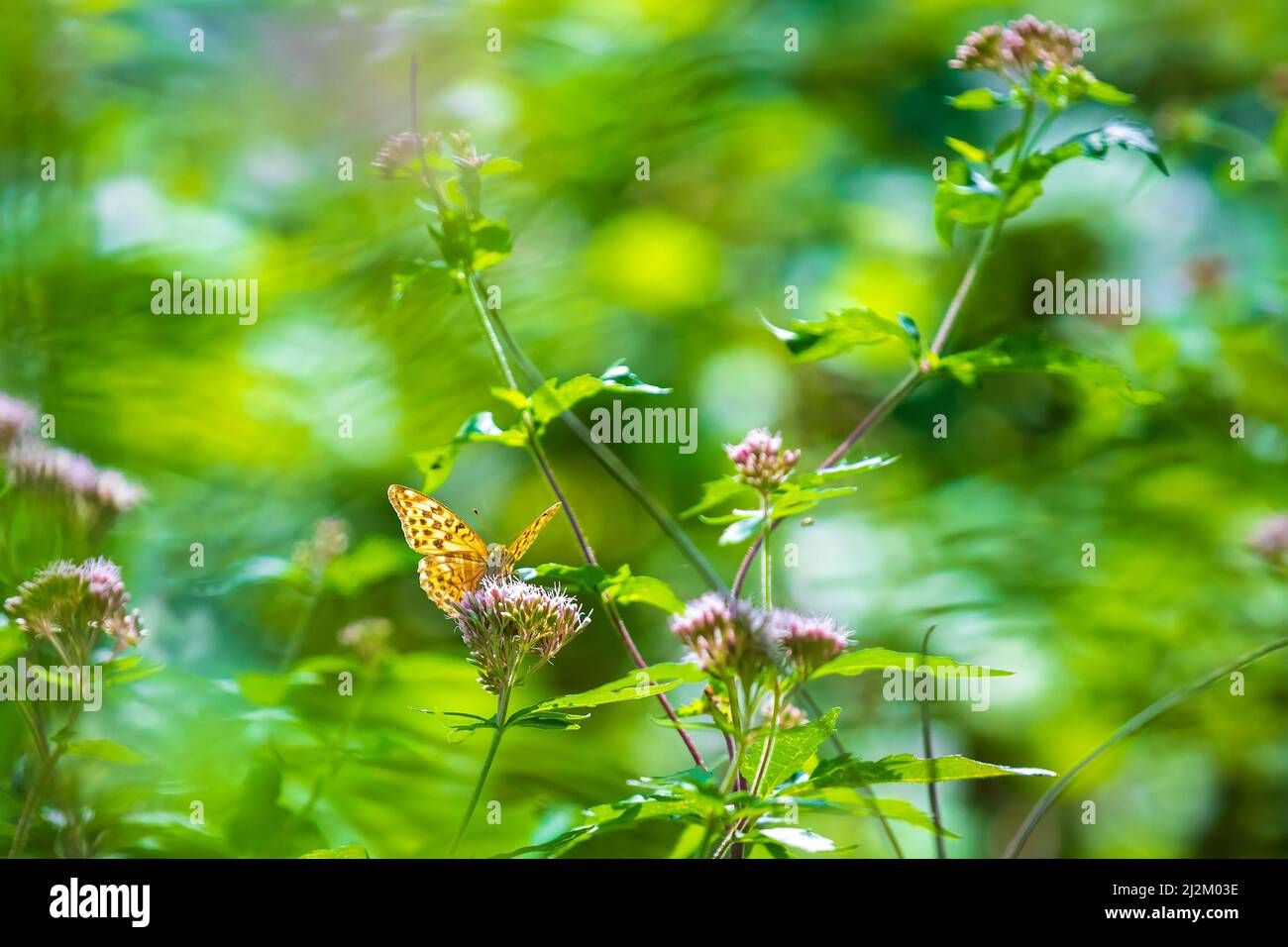Nahaufnahme eines silbergewaschenen fatillären Schmetterlings, Argynnis paphia, mit ausgebreiteten Flügeln, die sich von Distelblüten ernähren. Die Muster auf den Flügeln sind klar Stockfoto