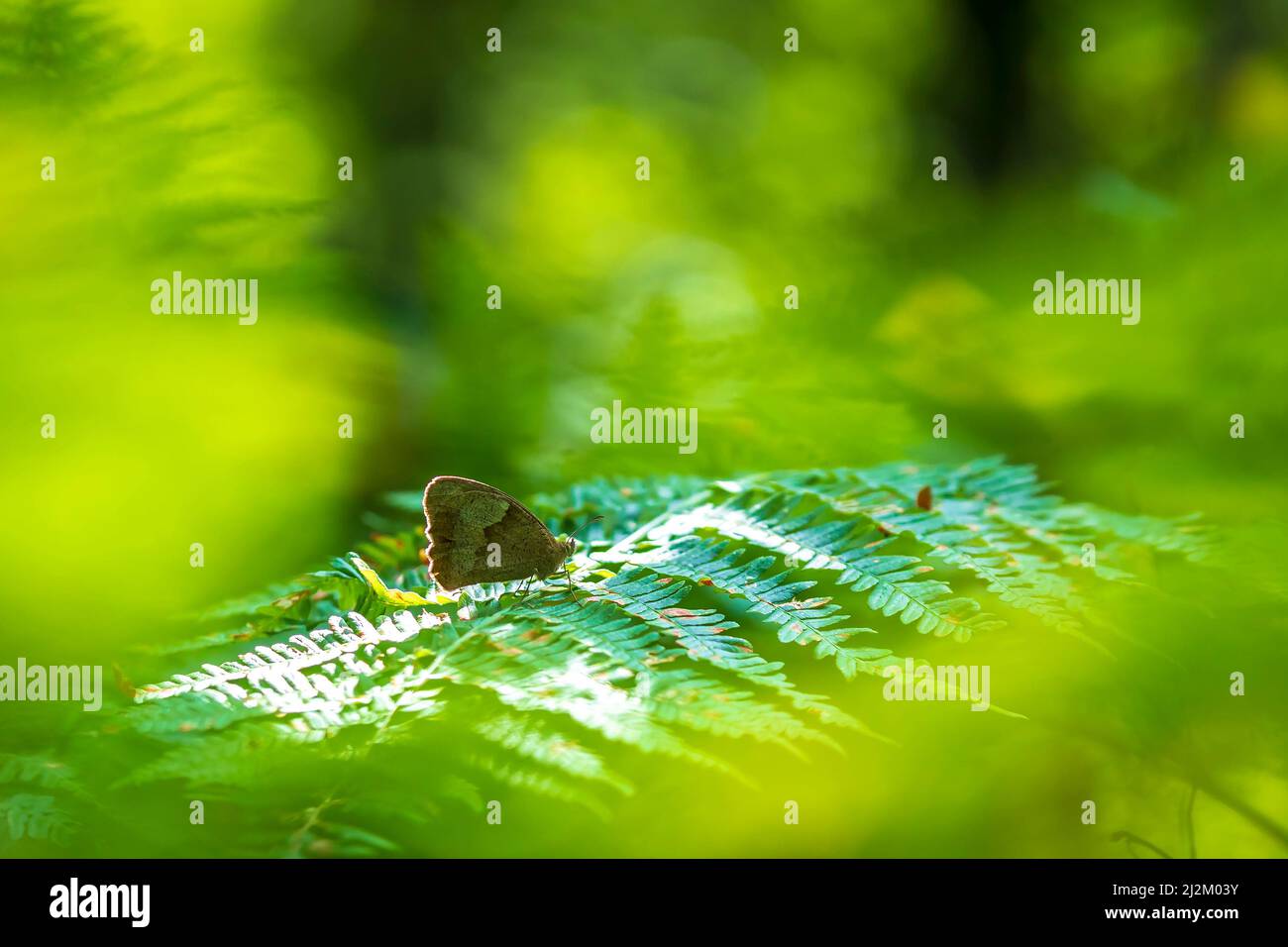 Closeup Seite Blick auf eine Wiese braun butterfly Pyrausta aurata Fütterung Nektar Stockfoto