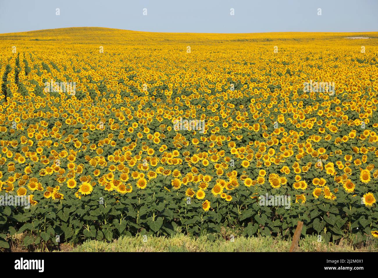 Sunflower Hill - North Dakota Stockfoto