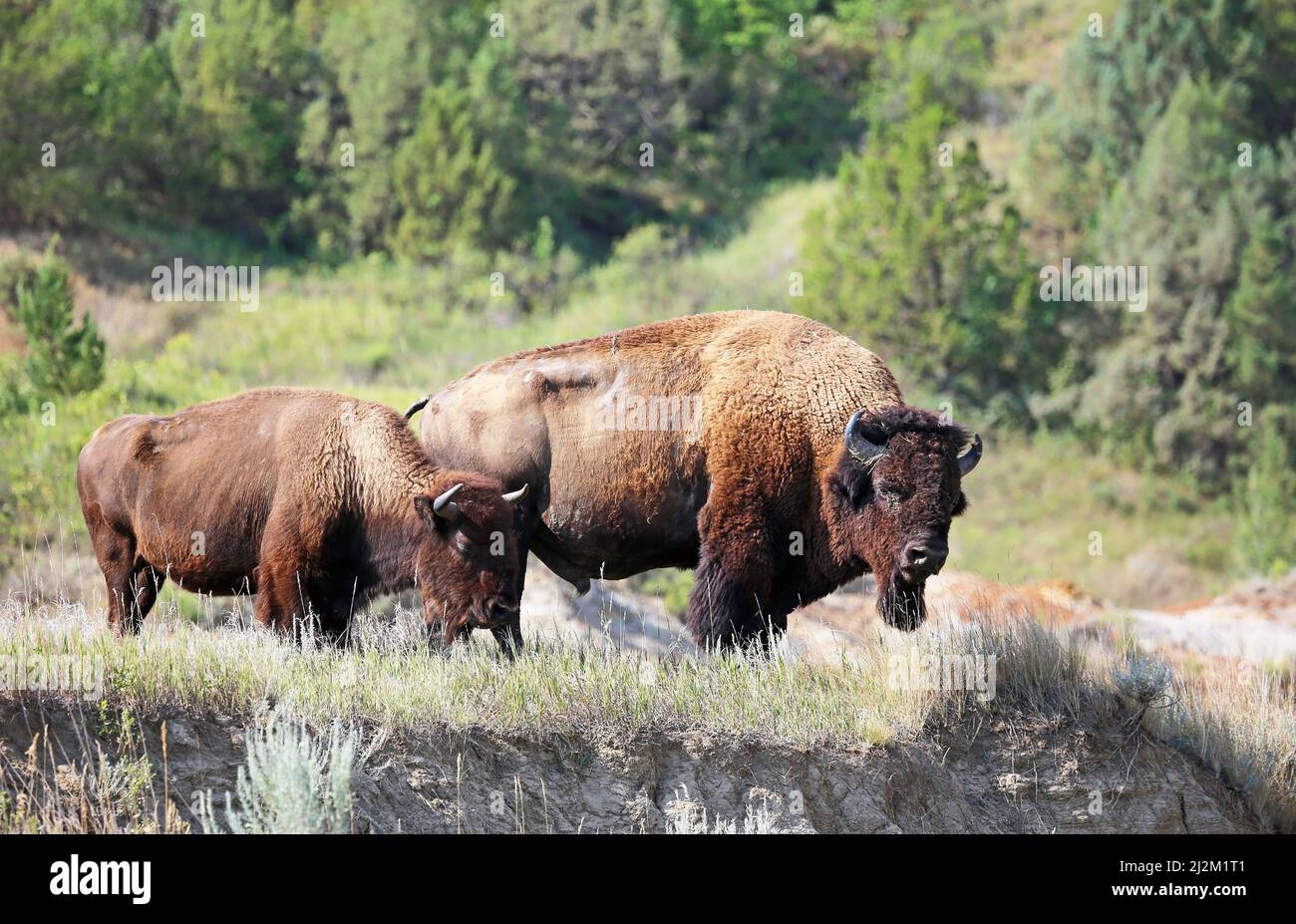 Zwei Bisons auf der Klippe - North Dakota Stockfoto