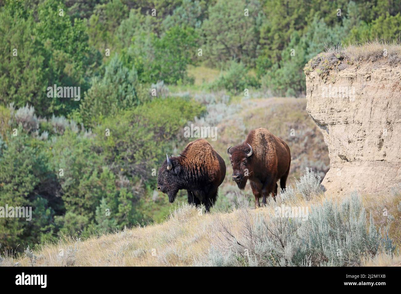 Buffalo and Cliff - North Dakota Stockfoto