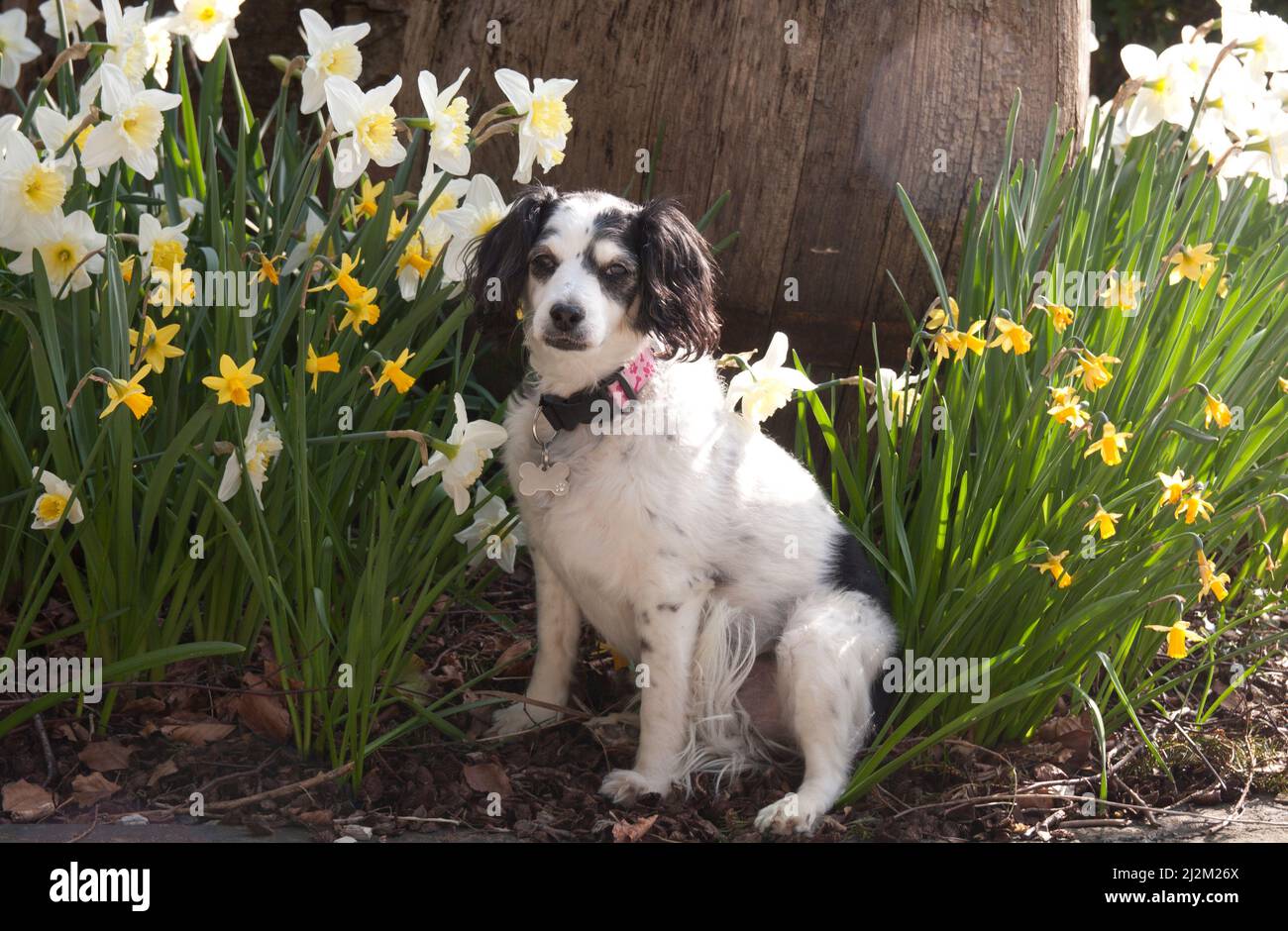 König Charles Spaniel Cockerpoo sitzt im Garten zwischen Narzissen Stockfoto