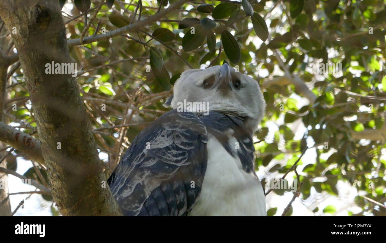 Los Angeles, Kalifornien, USA 18.. März 2022 Ein Harpy Eagle im LA Zoo am 18. März 2022 in Los Angeles, Kalifornien, USA. Foto von Barry King/Alamy Stockfoto Stockfoto