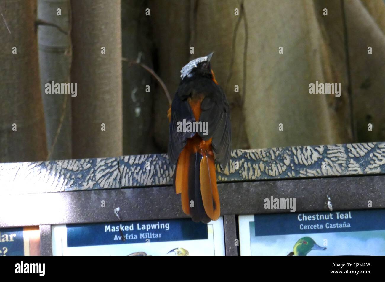Los Angeles, Kalifornien, USA 18.. März 2022 Ein Robin-Chat mit weißen Krönungskrönten in Aviary im LA Zoo am 18. März 2022 in Los Angeles, Kalifornien, USA. Foto von Barry King/Alamy Stockfoto Stockfoto