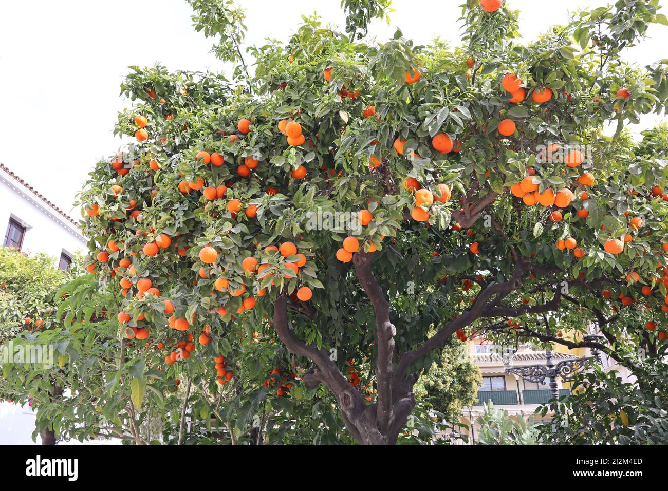 Orangen wachsen auf einem Baum auf einem öffentlichen Platz in Estepona in Spanien Stockfoto