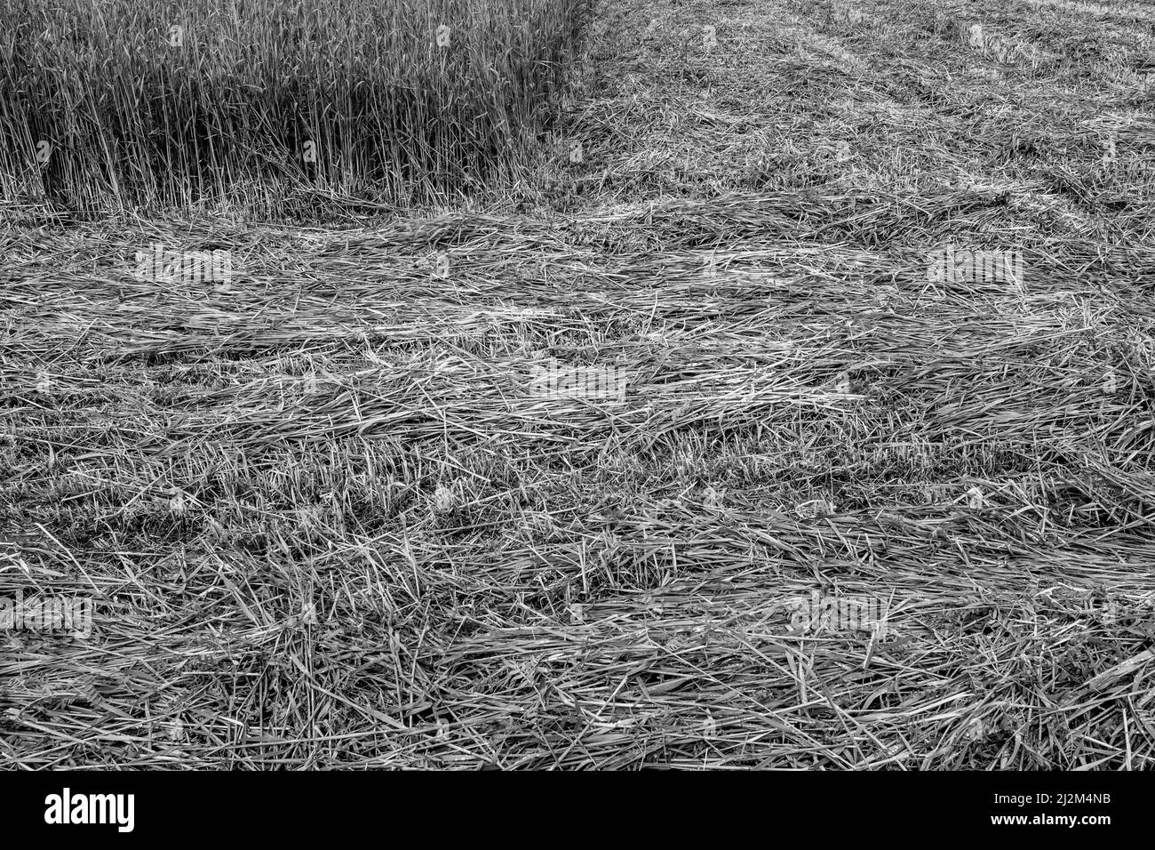 Landschaft von Feld von gemähtes Gras. Kunst Gras Hintergrund. Natürliche Textur eines abgeschrägten Feldes, Hintergrund für einen Beitrag, Bildschirmschoner, Wallpaper, Postkarte Stockfoto
