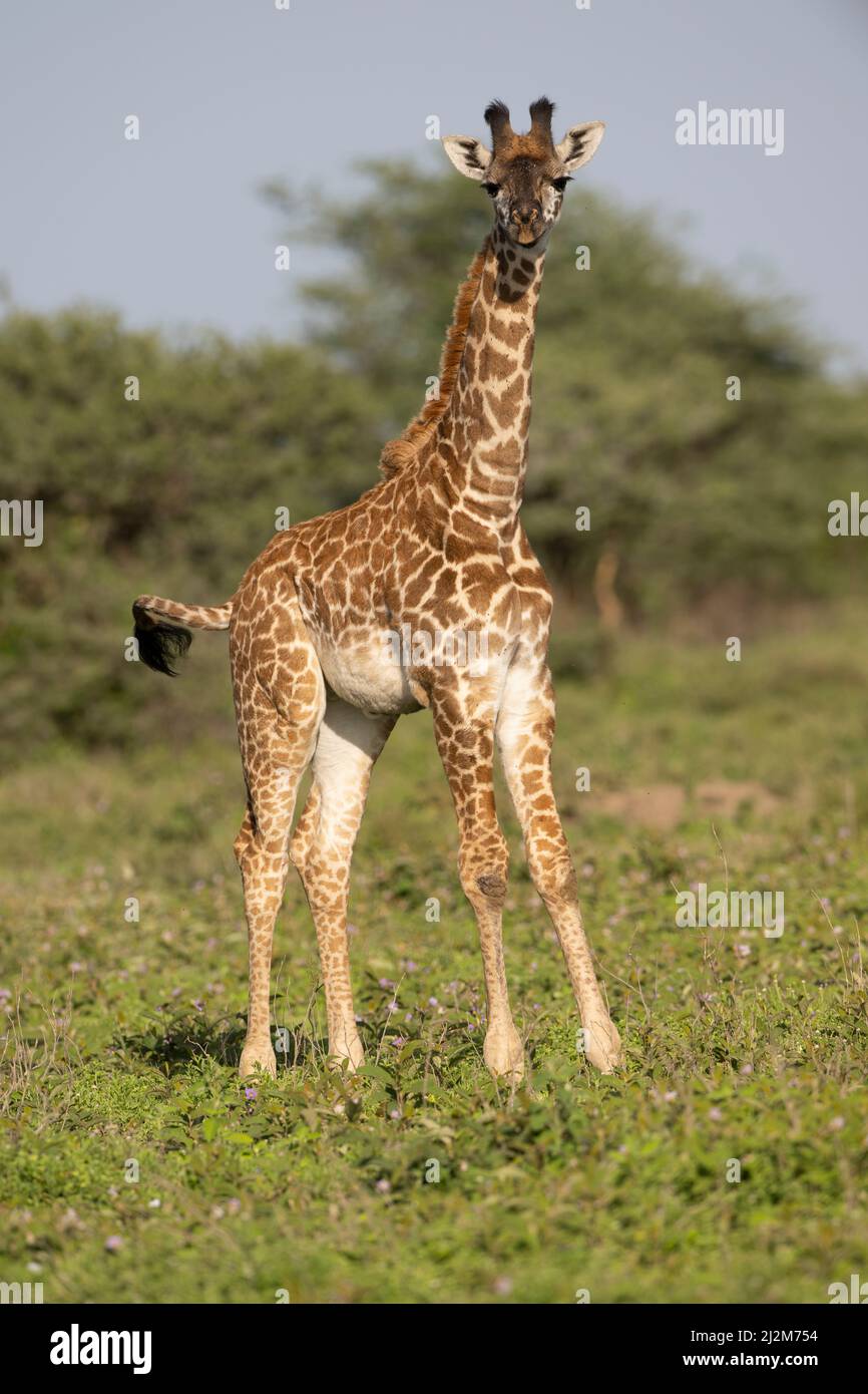 Giraffen, Tansania Stockfoto