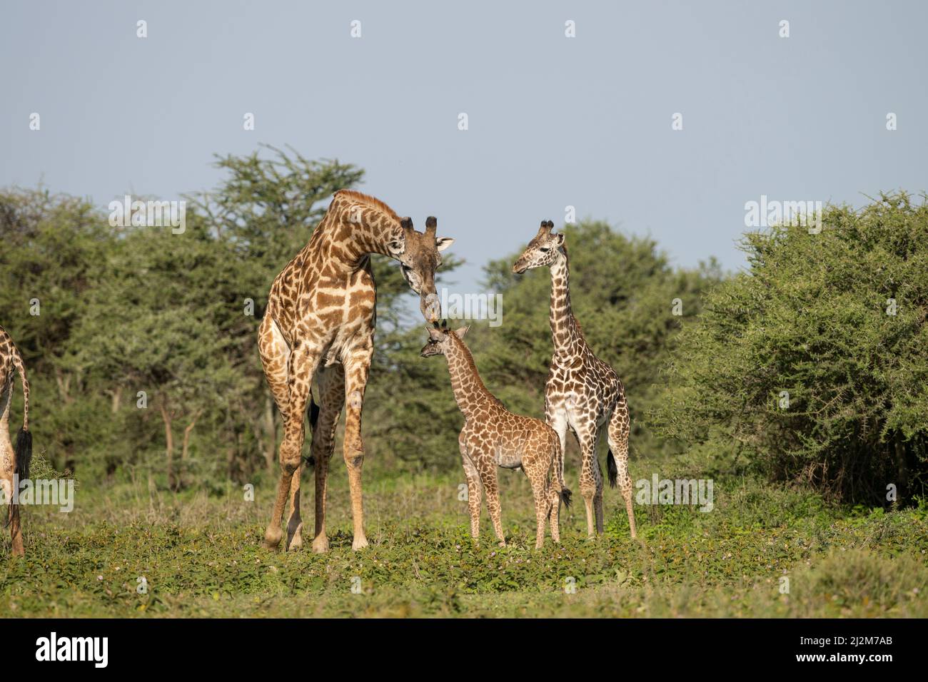 Giraffen, Tansania Stockfoto