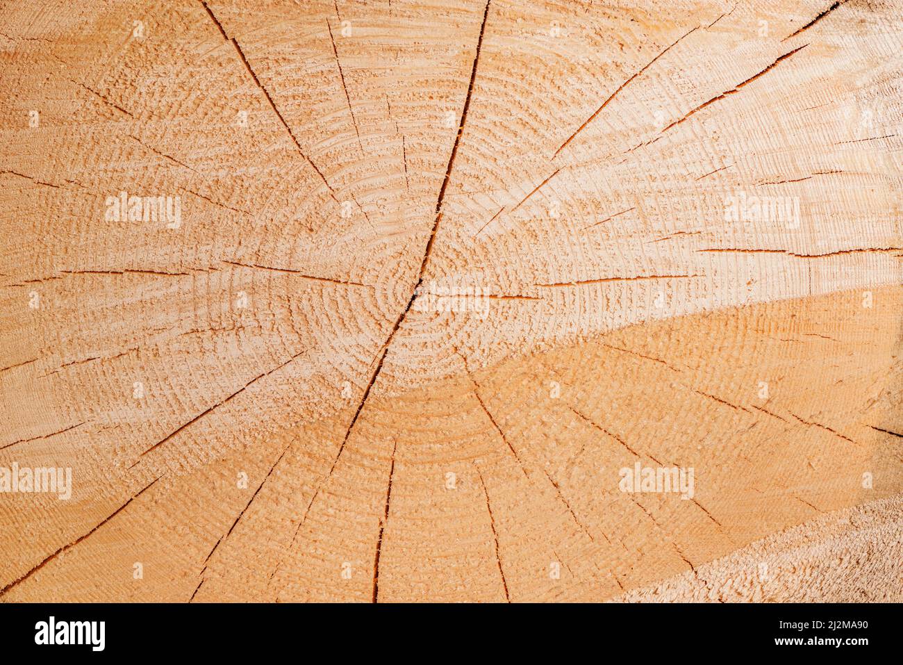 Scheibe des Holzes natürlichen Hintergrund. Stockfoto