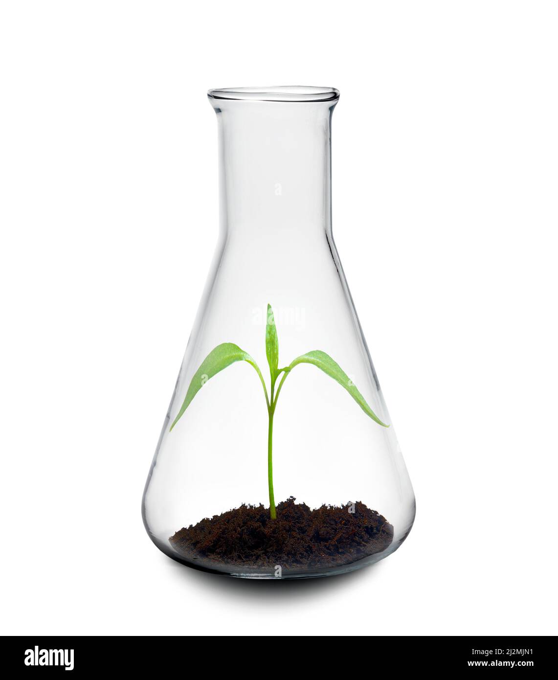 Botanische Forschung, konzeptuelles Bild Stockfoto