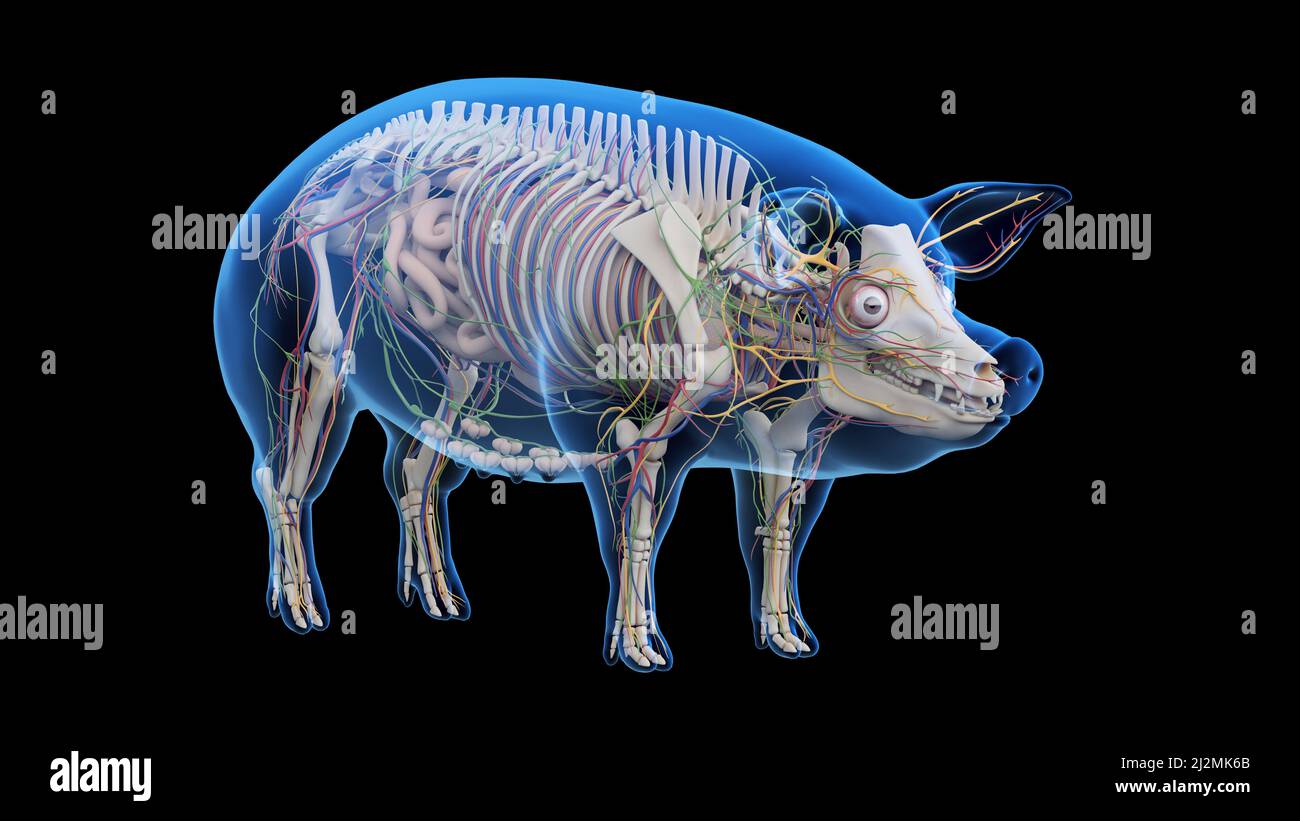 anatomie-des-schweins-abbildung-stockfotografie-alamy