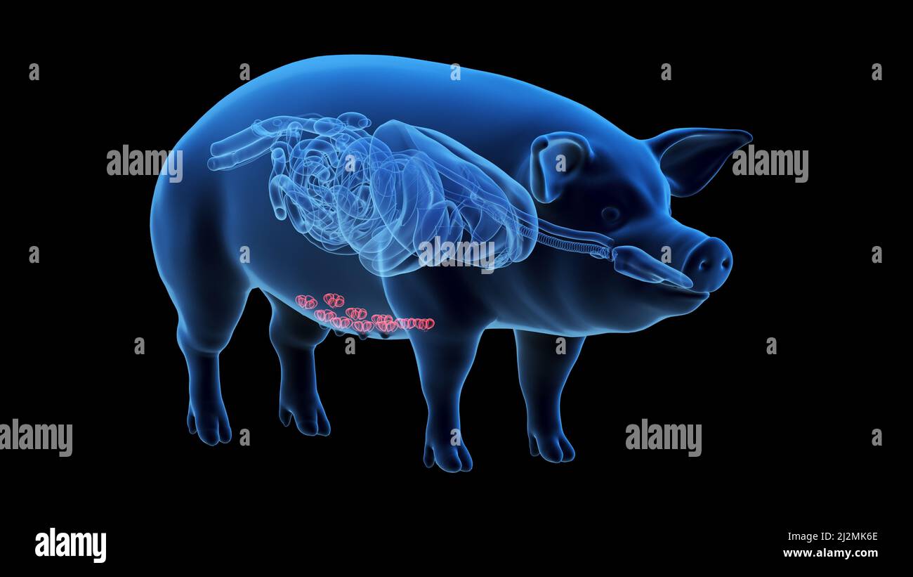 Schwein-Milchdrüsen, Abbildung Stockfoto