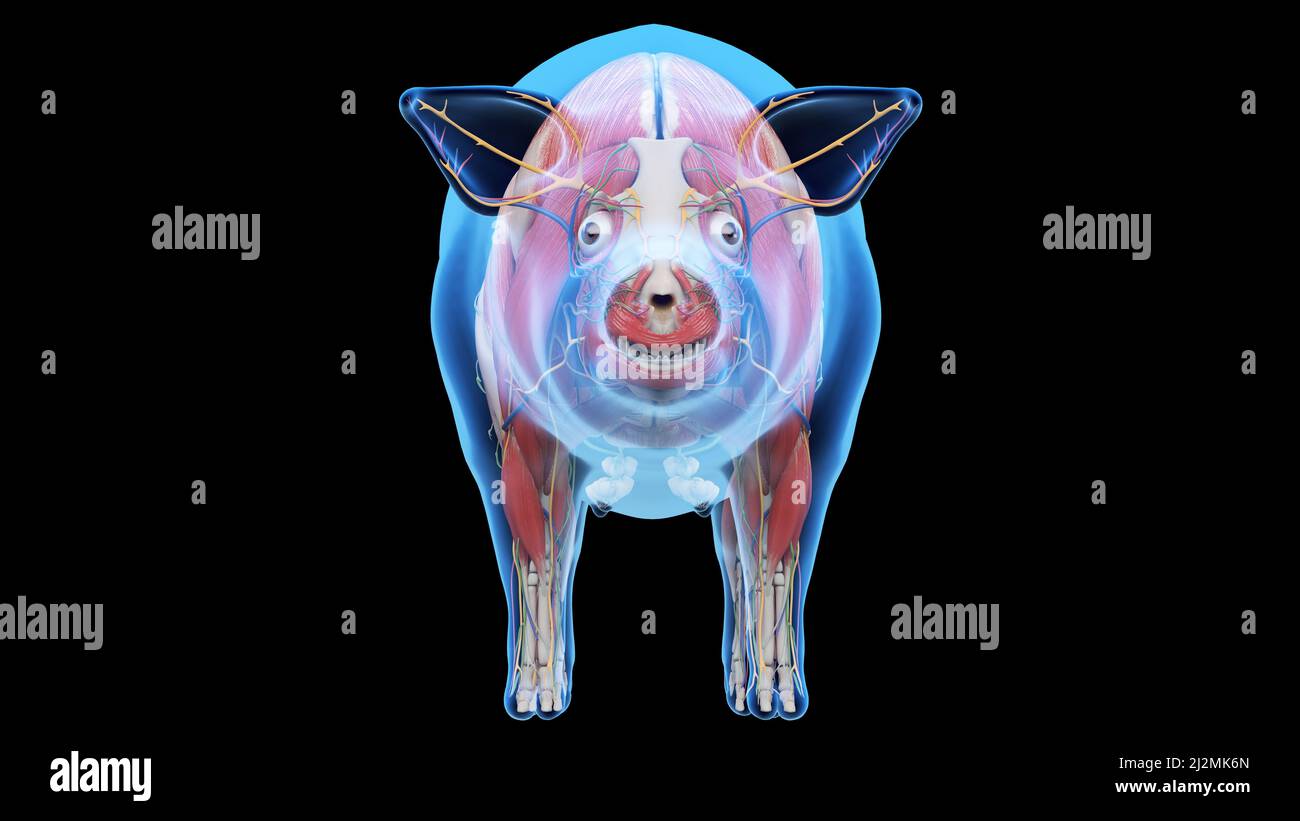 Anatomie des Schweins, Abbildung Stockfoto