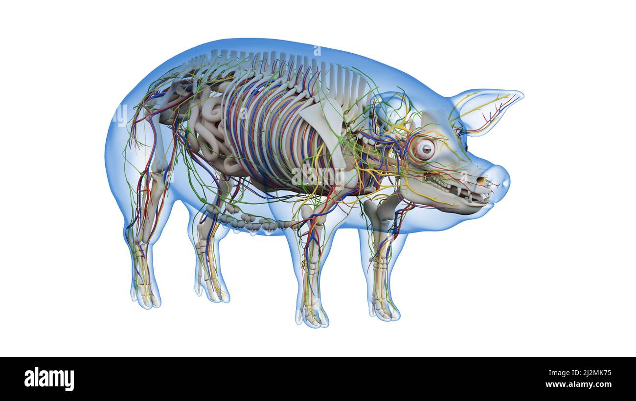 anatomie-des-schweins-abbildung-stockfotografie-alamy