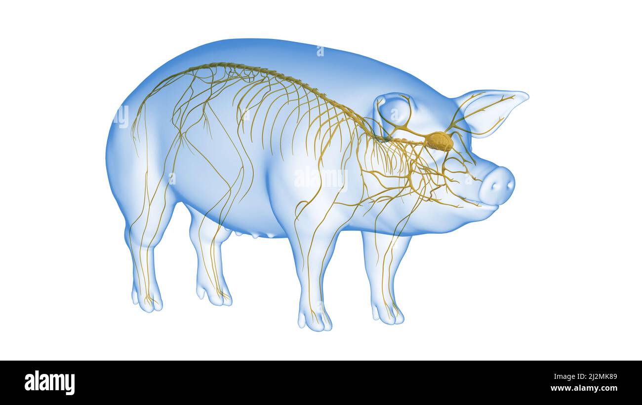 Schwein Nervensystem, Illustration Stockfoto