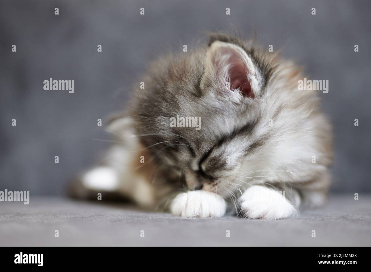 Nahaufnahme Porträt von niedlichen Kitty auf weichem grauen Hintergrund Stockfoto