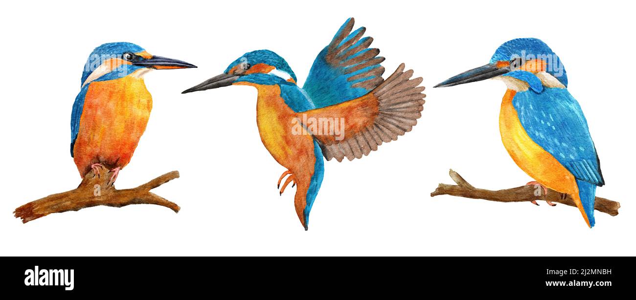 Handgezeichnete Aquarell-Illustration von wilden Eisvögeln, blau-azurorangefarbenen Federn, auf dem Ast und fliegend. Natur natürliche Tierwelt in Fluss Wald Wald, Ökologie Konzept Stockfoto