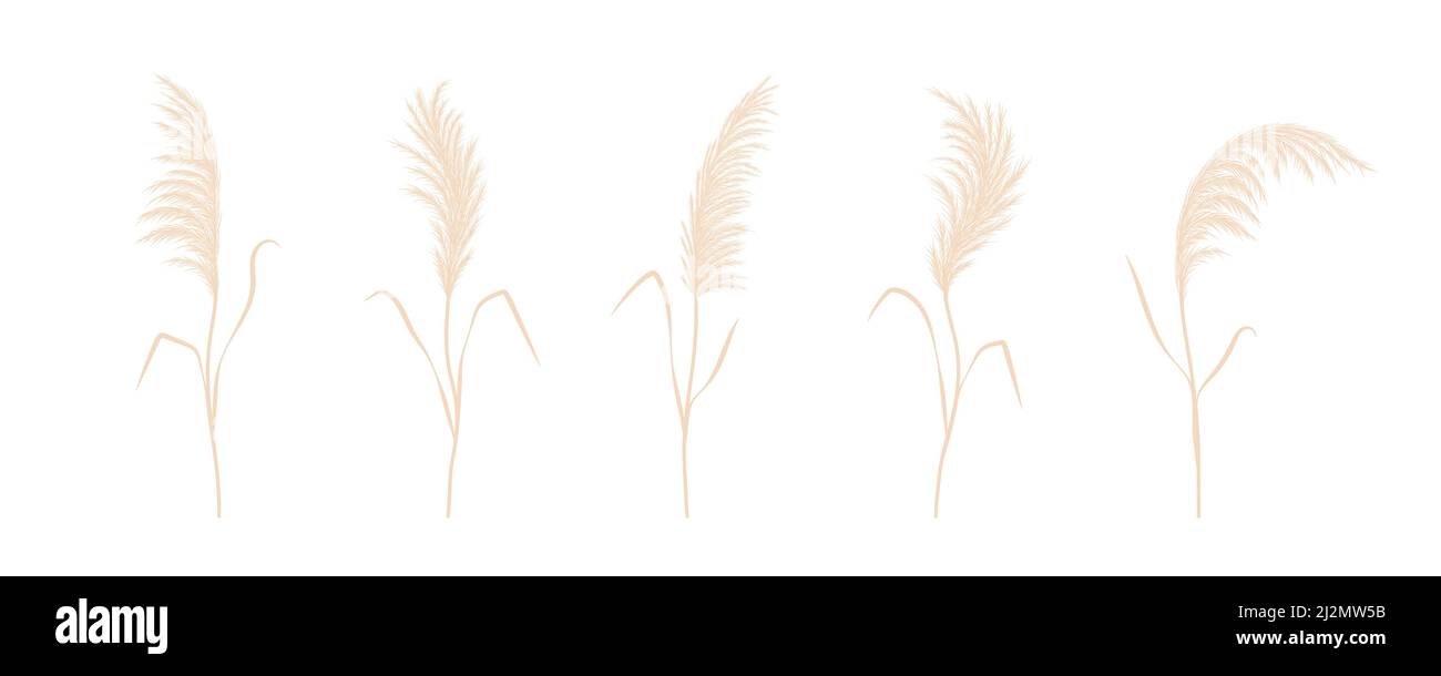 Trockene Pampas Gras Sammlung. Set von cortaderia im Boho-Stil. Vektor getrocknete Blumen isoliert auf weißem Hintergrund. Trendiges Element-Design für die Hochzeit Stock Vektor