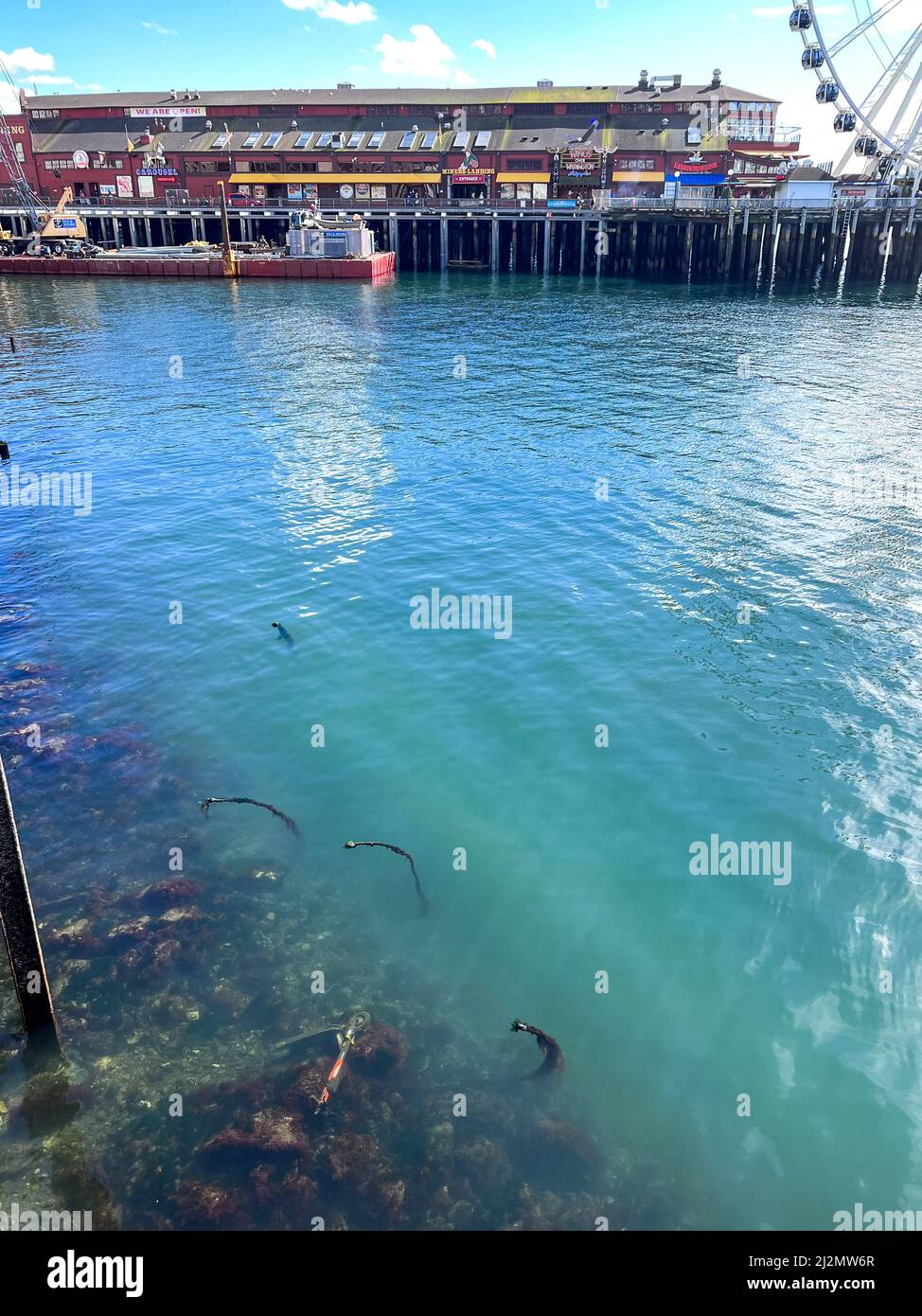 Seattle, USA. 22 März 2022. Ein EV Spin-Mitfahrroller, der entlang der Uferpromenade in die Elliott Bay geschleudert wird. Stockfoto