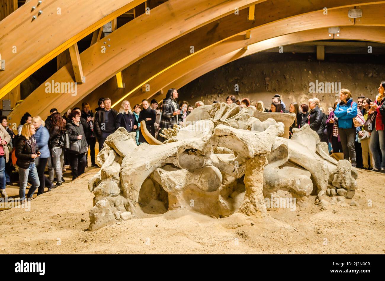 Golubac, Serbien - 22. April 2017:Exponate-Mammutknochen Stockfoto
