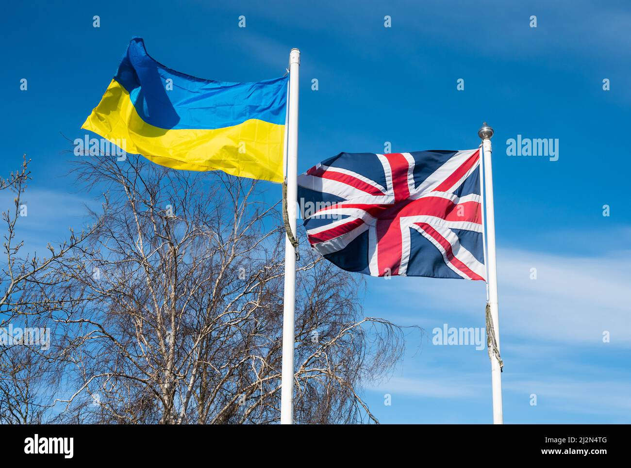 Ukrainische Flagge und britische Union Jack-Flagge fliegen in Großbritannien zusammen und zeigen Solidarität und Unterstützung für die Menschen in der Ukraine im Russland-Ukraine-Krieg. Stockfoto