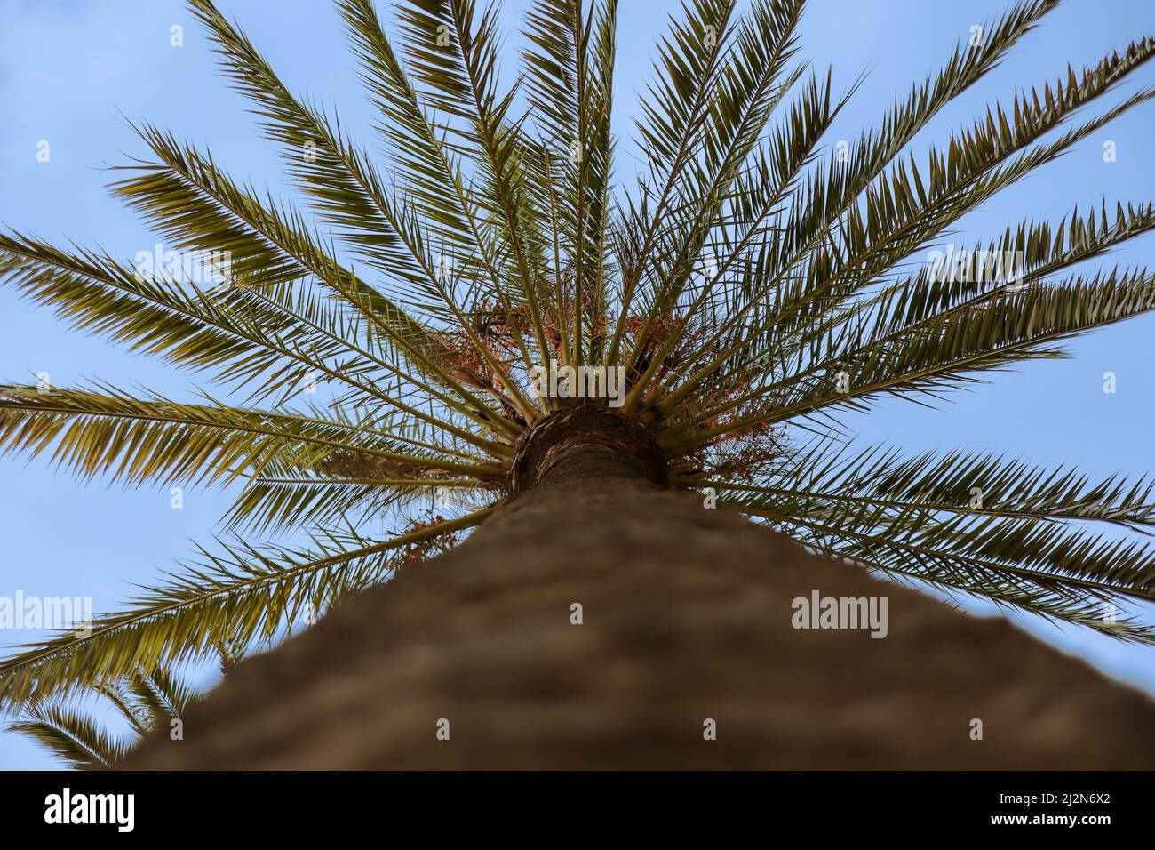 Palme von unten mit blauem Himmel. Die Arecaceae ist eine Mehrjährige Blütenpflanze im Monocot Order Arecales. Stockfoto