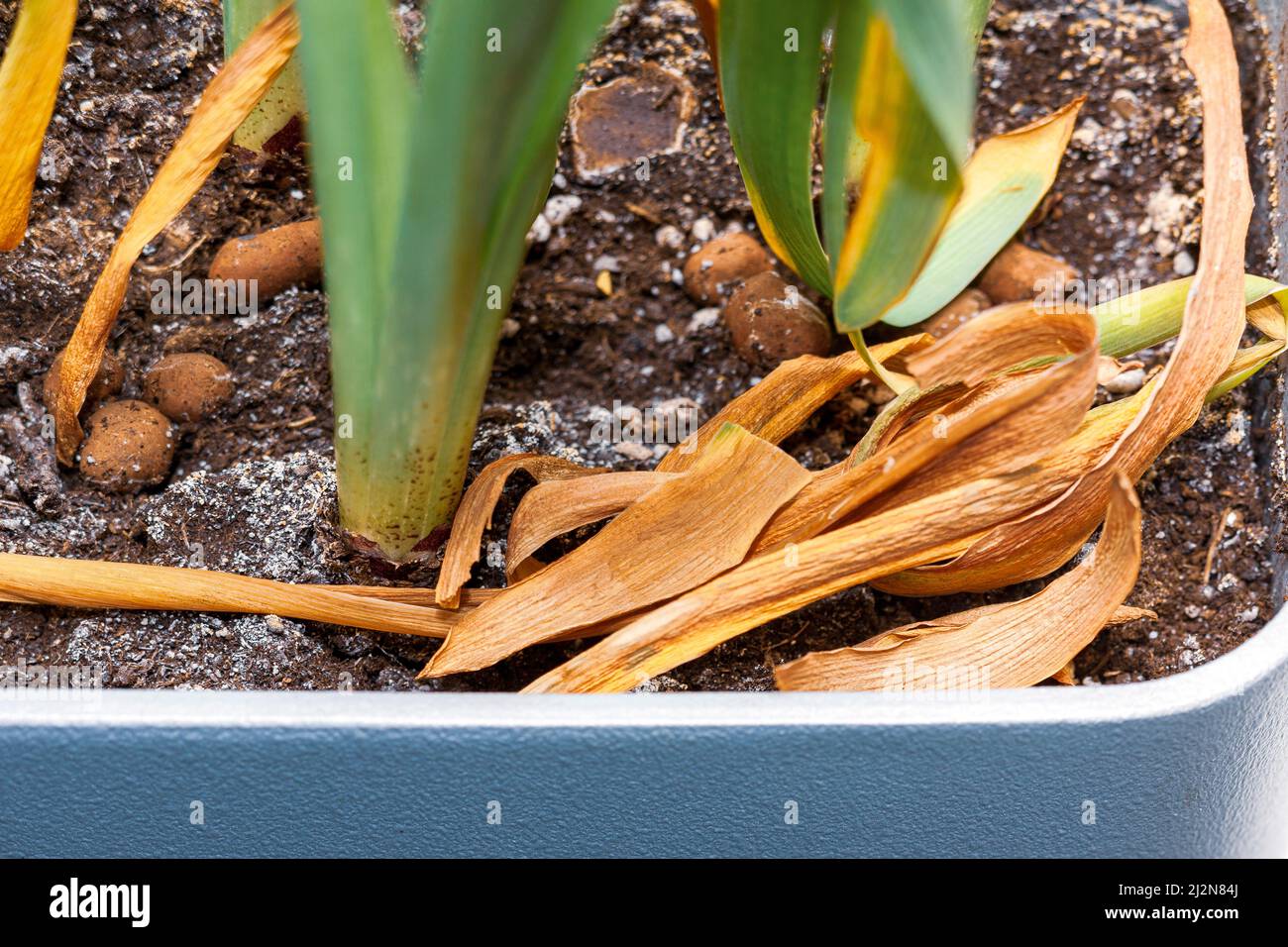 Trockene Erde und abgestorbene Pflanzen in einem Blumentopf, Nahaufnahme im Innenbereich Stockfoto