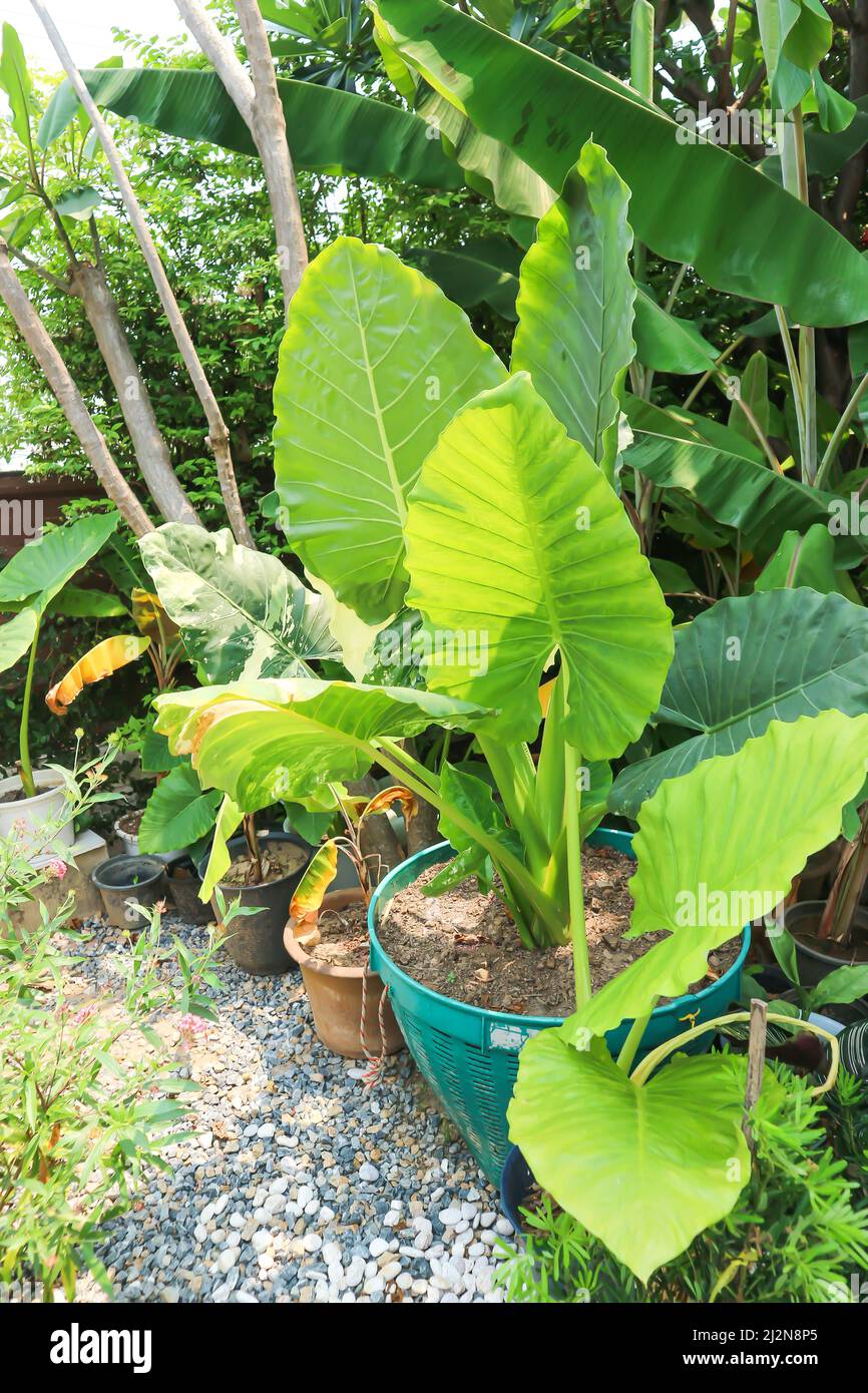 Alocasia, Alocasia macrorrhizos oder Alocasia Pflanzen oder dot