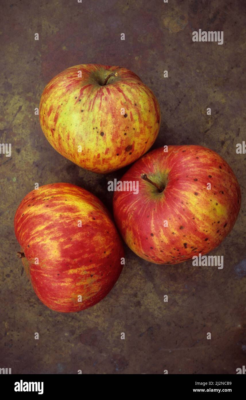 Drei gestreifte rote und gelbe Äpfel liegen auf angeschlättetem Messing Stockfoto