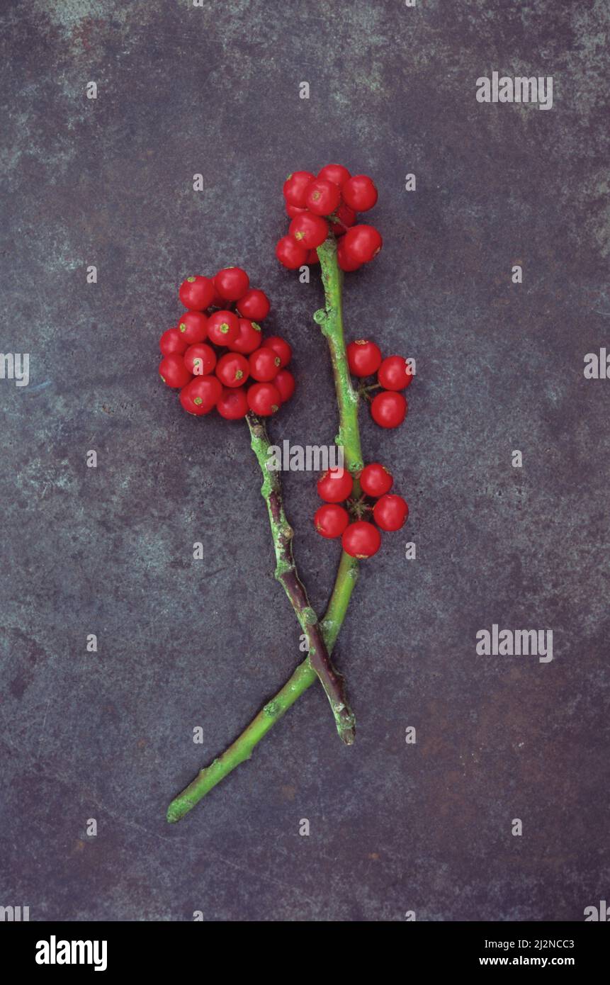 Zwei Stängel von Holly oder Ilex Aquifolium mit vielen roten Beeren, aber ohne Blätter, die auf beschlagenem Metall liegen Stockfoto