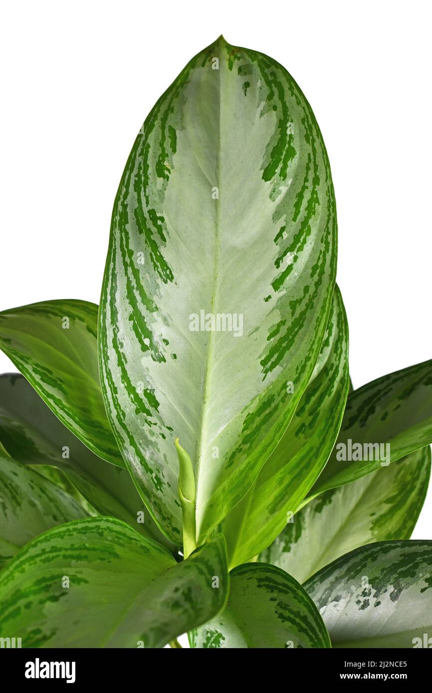 Blatt tropischer 'Aglaonema Silver Bay'-Zimmerpflanze mit silbernem Muster auf weißem Hintergrund Stockfoto