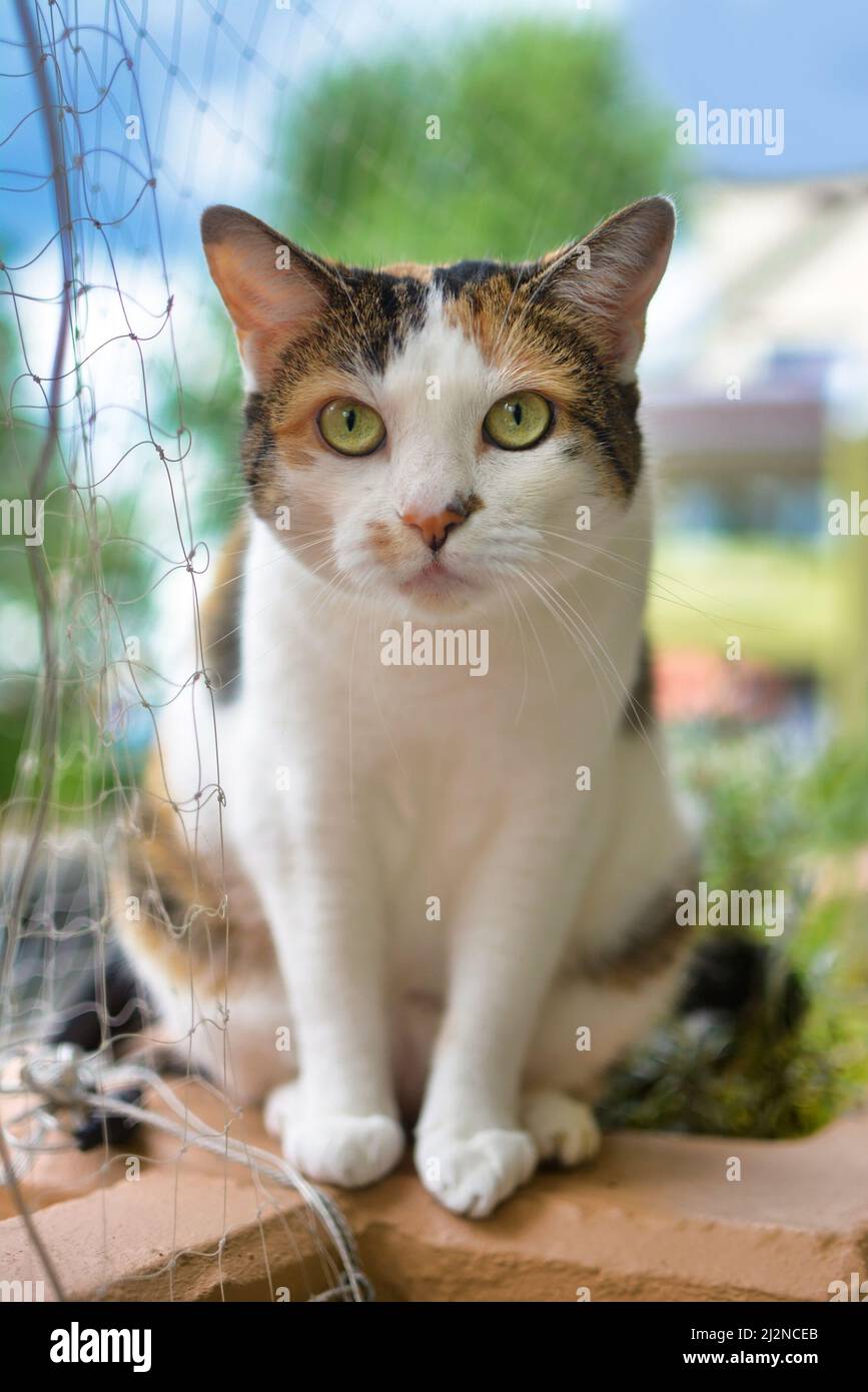 Calico Katze mit grünen Augen sitzt auf dem Balkon mit Katzenschutznetz Stockfoto