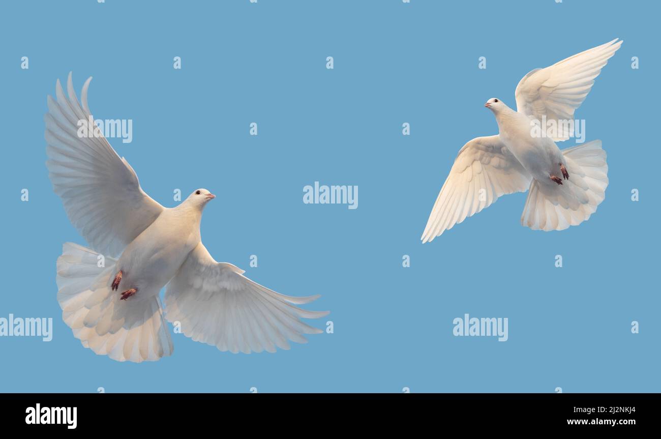 Zwei weiße Tauben fliegen am blauen Himmel Stockfoto