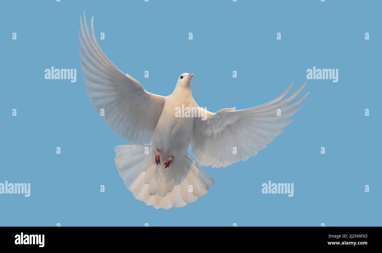 Weiße Friedenstaube fliegt am klaren Himmel Stockfoto
