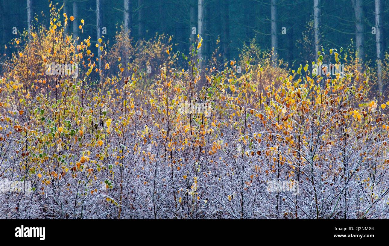 Herbst im Fair Oak Valley mit einer Vielzahl von Bäumen in den wunderschönen Wäldern und Wäldern von Cannock Chase AONB Stockfoto