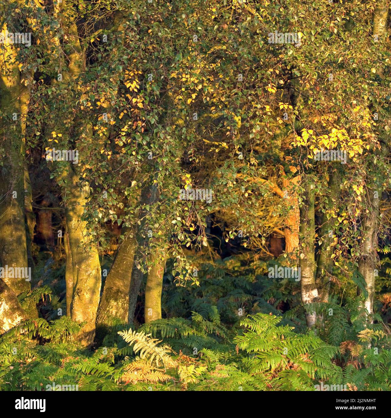 Copse of Silver Birch im Herbst auf Cannock Chase Gebiet von Outstanding Natural Beauty Staffordshire Stockfoto