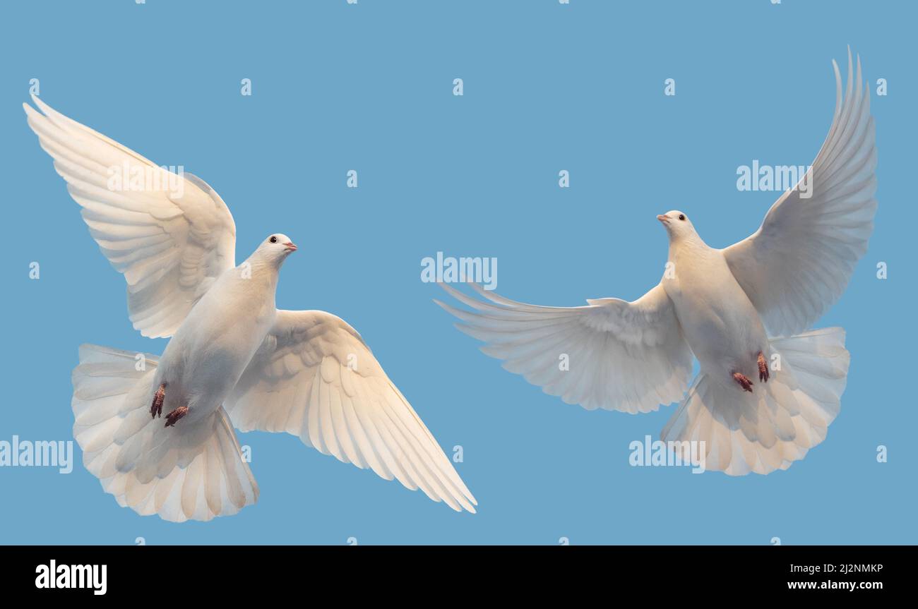 Weiße Tauben des Friedens fliegen am Himmel Stockfoto