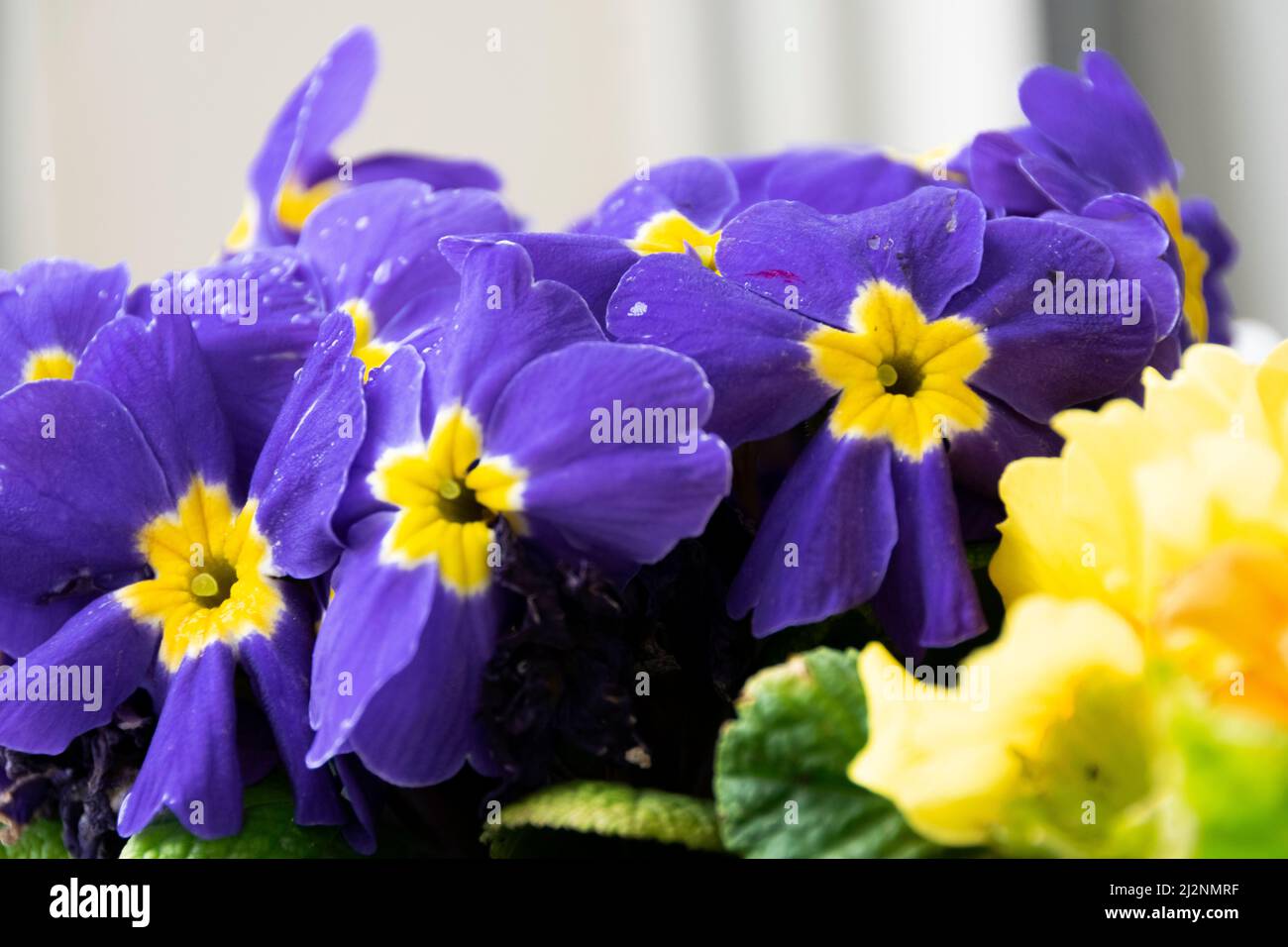 Schöne Blumen in Blüte, saisonales Gartenkonzept, Naturhintergrund Stockfoto