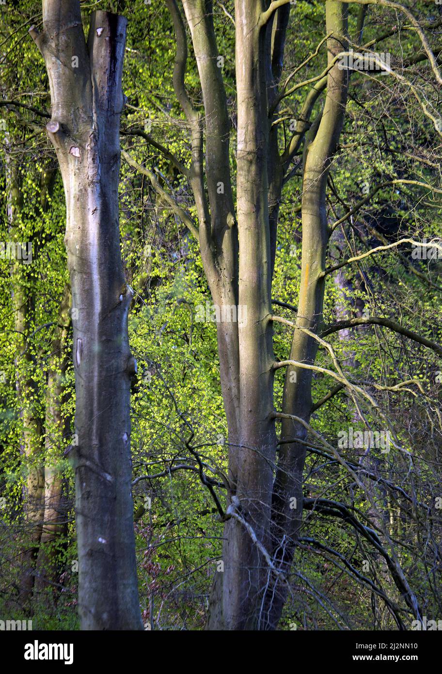 Schöne und anmutige Form der Buche im Frühjahr zeigen Schönheit in der Natur mit sanften Farben in Wälder und Waldland von Cannock Chase AONB sind Stockfoto