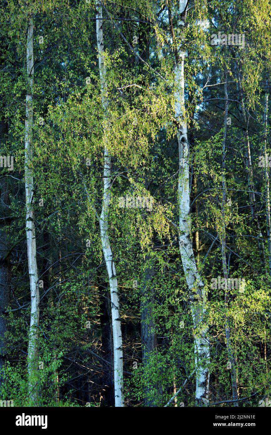 Silver Birch Bäume am Rand des Waldes im Frühjahr zeigt drei Betula Pendula Baumstämme am Waldrand eine wilde Schönheit in der Natur mit markanten Muster Stockfoto