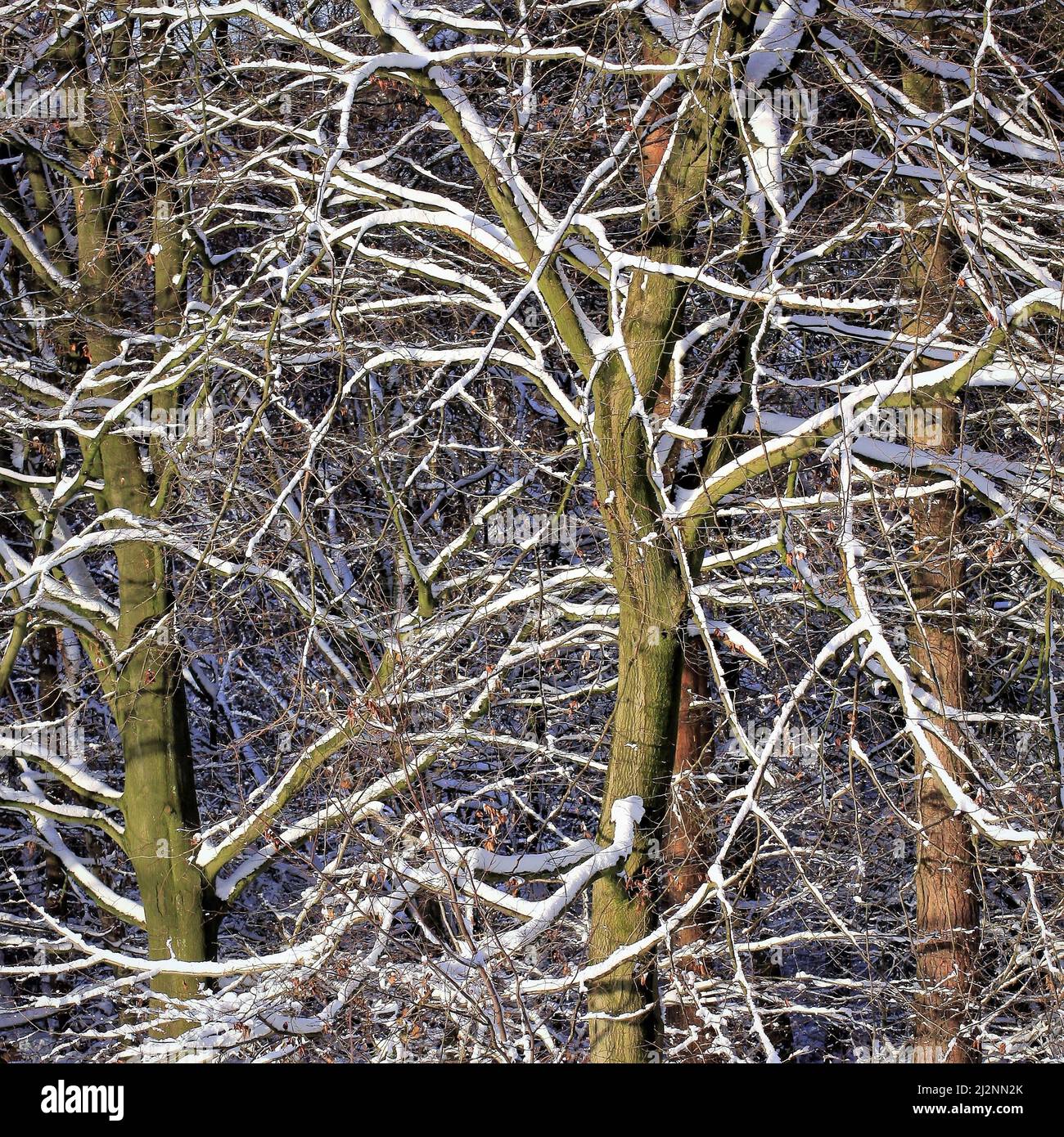 Reifer, ausbreitender Buchenbaum mit atemberaubenden Farben und Tönungen im Winter in Fair Oak auf Cannock Chase. Stockfoto