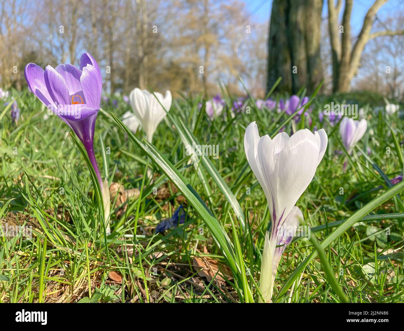 Krokusse auf einer Frühlingswiese Stockfoto