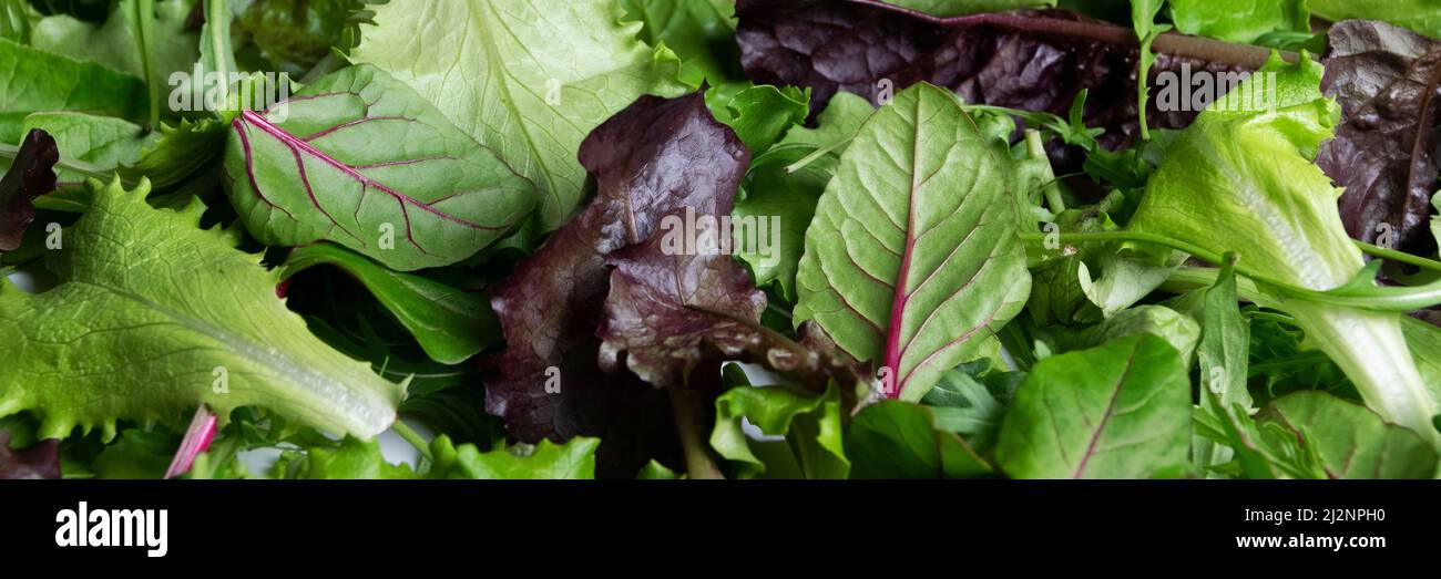 Nahaufnahme von frischen Salatmischblättern, gesunden Bio-Zutaten Stockfoto