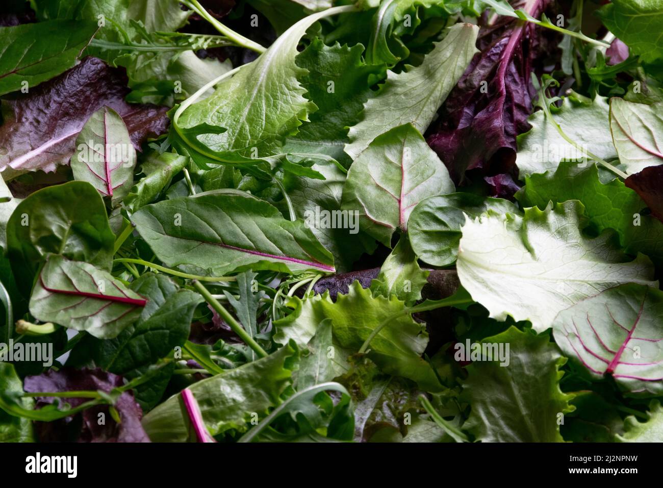 Nahaufnahme von frischen Salatmischblättern, gesunden Bio-Zutaten Stockfoto