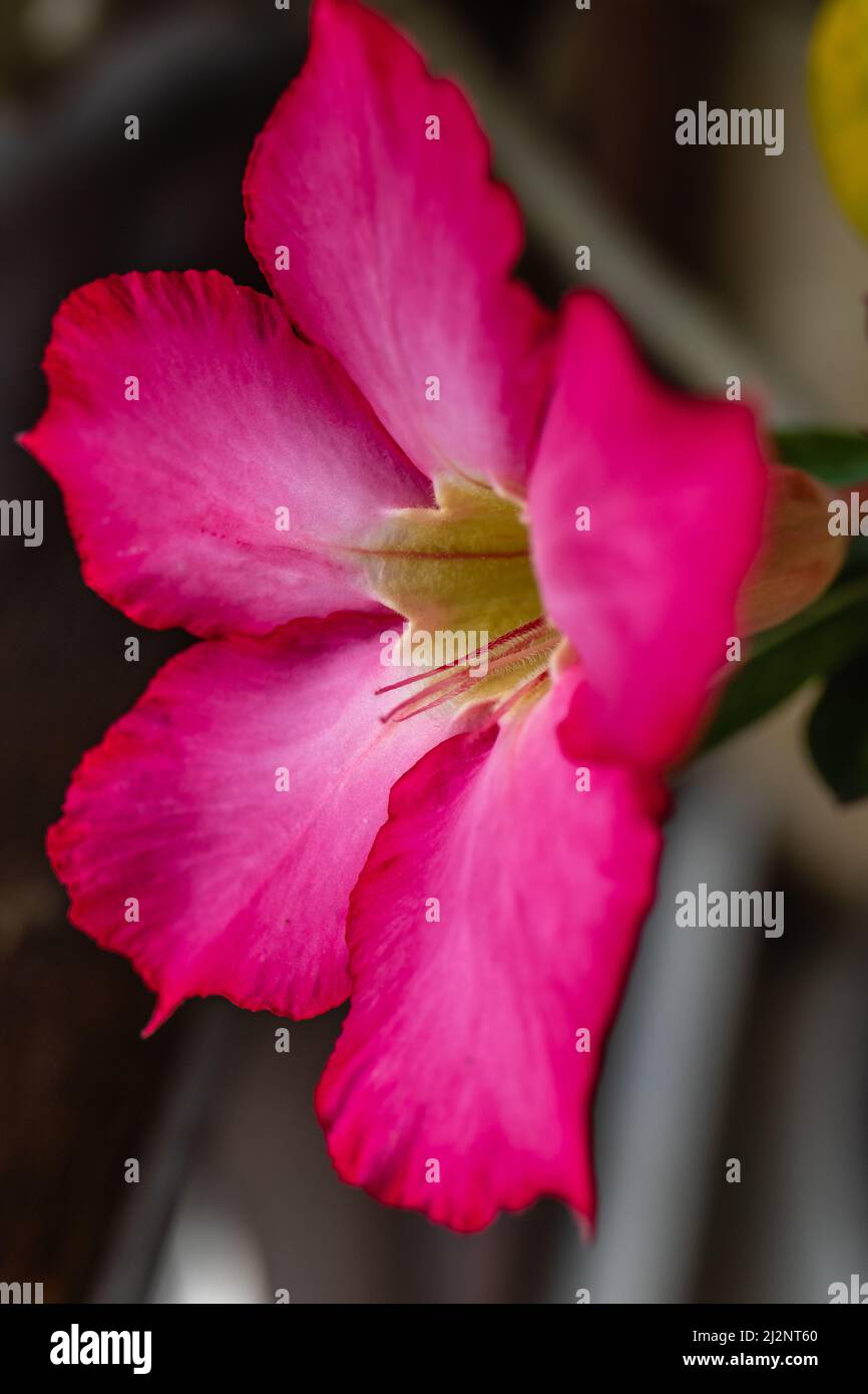 Blühend rosa Adenium obesum oder Wüstenrose. Bali, Indonesien. Stockfoto