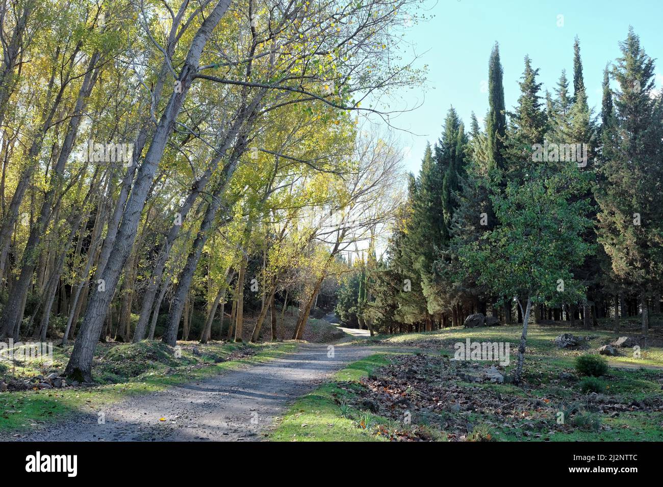 Mischwald durch Feldweg in Nebrodi Park, Sizilien gekreuzt Stockfoto
