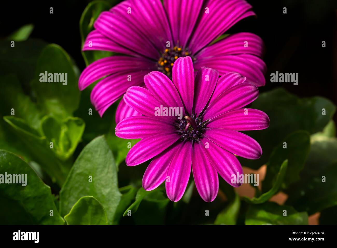 Dimorphotheca Ecklonis (Cape Marguerite Flowers) Stockfoto