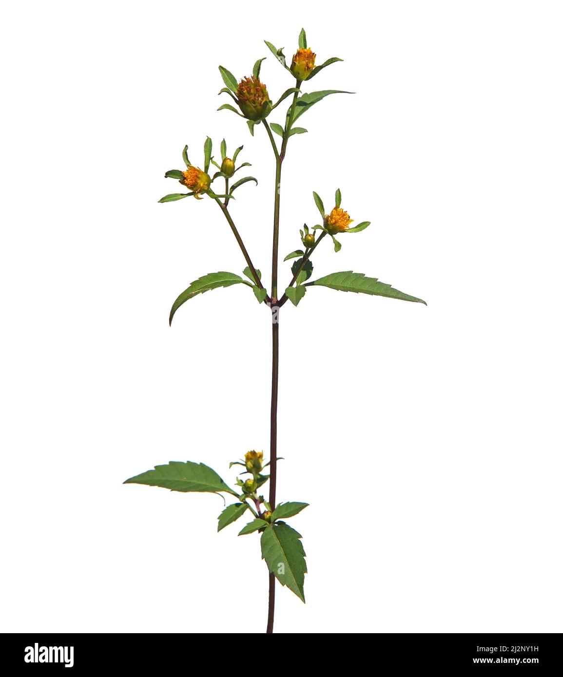Teufels Beggartikel blühen isoliert auf weiß, Bidens frondosa Stockfoto